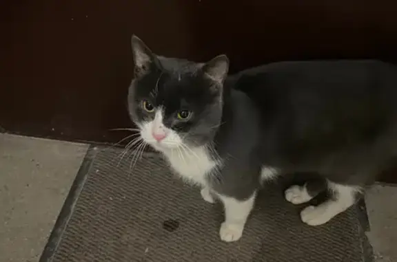 Пропал кот, Соборная площадь, Егорьевск - спокойный котик с белыми носочками - photo