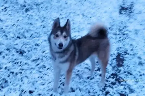 Пропала собака, Новопоянское сельское поселение, Новые Поляны - рыже-пегая с зелёным ошейником - photo