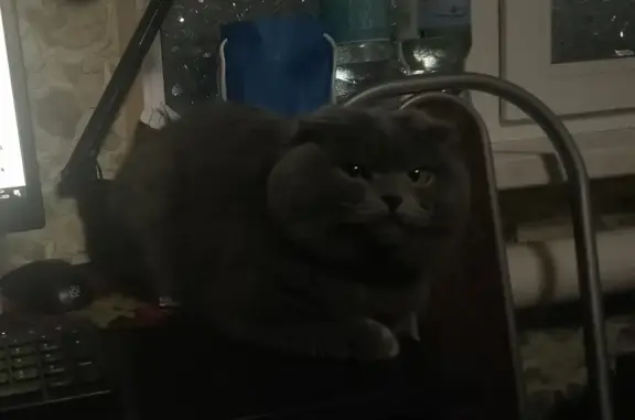 Пропал кот, Зелёная улица, 20, Урюпинск - серый, кончик хвоста сломан - photo