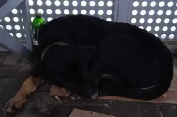 Найдена собака, Белозерный, фото: Найдена собака, Белозёрный, Краснодарский край - чёрная с рыжими лапами