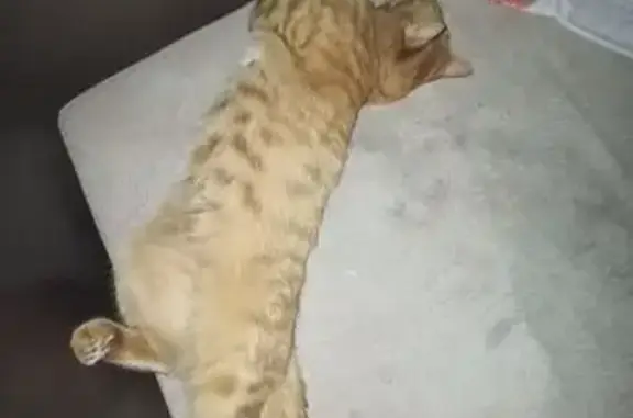 Пропала кошка, Киевский, Москва - рыжая с белым пятнышком на шее - photo