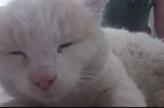 Пропал кот, Тыловая улица, Нижний Тагил - почти белый с рыжими пятнами - photo