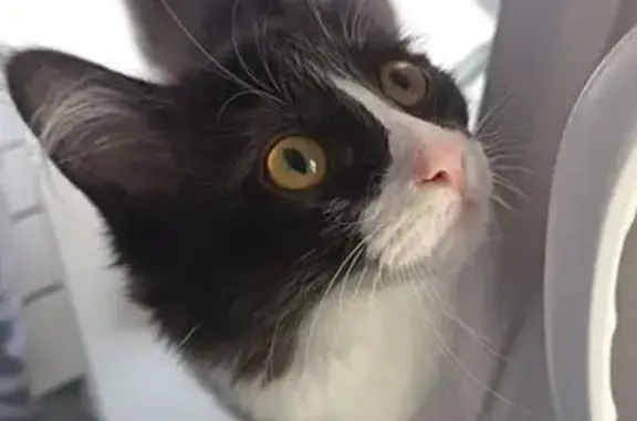 Пропала кошка, Минская улица, 29, Воронеж - боится улицы, но любопытная - photo