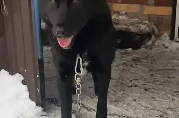 Найден собака, Благовещенск, Башкирия - чёрный молодой мальчик - photo