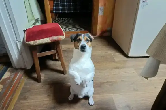 Найдена собака, Краснодар, фото: Найден собака, улица Калинина, 196, Краснодар - крупный джек-рассел