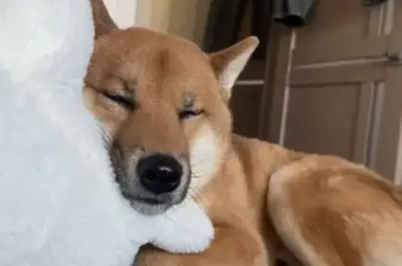 Пропал собака, Пограничная улица, 16, Пенза - без ошейника, с клеймом - photo