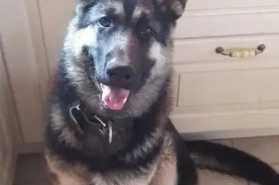 Пропал собака, 83, Филиппово, Дубна - метис ВЕО, крупный - photo