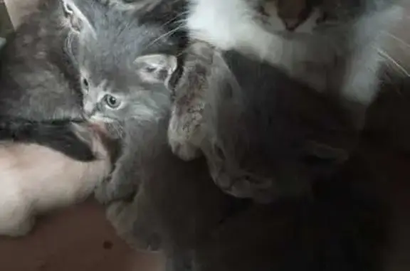 Пропала кошка, Боровица, Кировская область - невская маскарадная, пугливая - photo