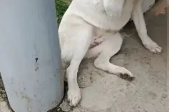 Пропала собака, Радюкино, Калужская область - белая с искривленной мордочкой - photo