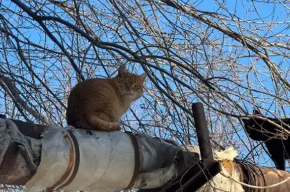 Найдена кошка, Волгоград, фото: Найдена кошка, улица Арсеньева, Волгоград - рыжий кот