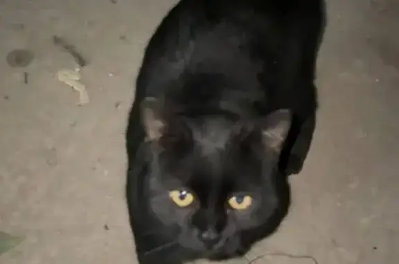 Найдена кошка, Российский, фото: Найдена кошка, мужской пол, улица Шевкунова, 20, Российский