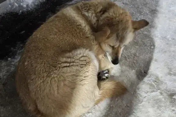 Найдена собака, Смоленск, фото: Найден собака, улица Ударников, городской округ Смоленск - в ошейнике, упитанный