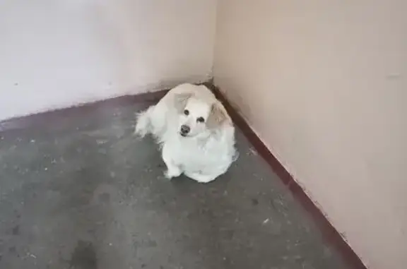 Найдена собака, Кимры, фото: Найдена собака, Кимры, Тверская область