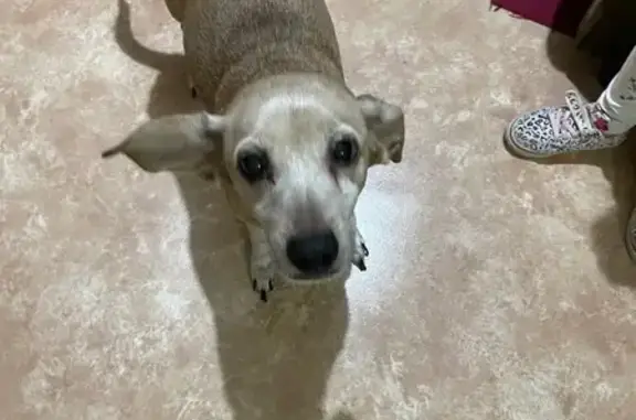 Найдена собака, Учебная улица, 197А, Омск - рыжая с большими ушами - photo