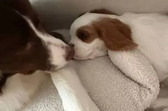 Найдена собака, Липецк, фото: Найден щенок Кинг чарльз спаниеля, мальчик, парк Победы, городской округ Липецк