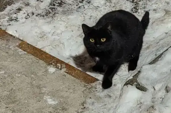 Найденные животные Санкт-Петербург, фото: Найдена кошка, проспект Энтузиастов, Санкт-Петербург - чёрная с белым пятном на груди