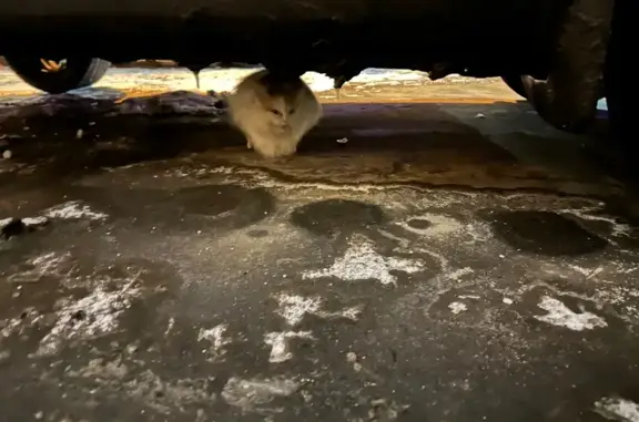 Найдена кошка, Москва, фото: Найдена кошка, Высокая улица, Москва - рыжий с белым, очень пушистый