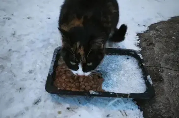 Найденные животные Пенза, фото: Найдена кошка, Ладожская улица, городской округ Пенза - ласковая, возможно потерялась