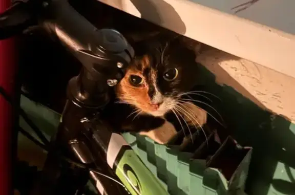 Найдена кошка, Тула, фото: Найдена кошка, улица Шухова, 24 к3, Тула - синий ошейник