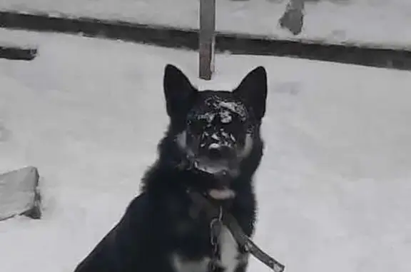 Пропал собака, Верхняя Краснослободская улица, Тула - зовут Джек - photo