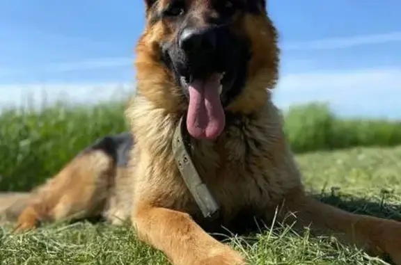 Пропала собака, мужской, Степная улица, Дугино, Азов - photo