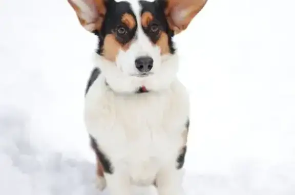 Собаки потеряшки, Москва, фото: Потеряшка собака, улица Удальцова, 89, Москва - трёхцветная корги в красной шлейке