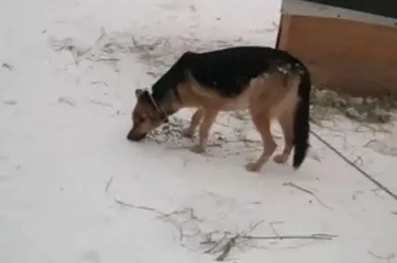 Найдена собака, Пятница, фото: Найдена собака, Пятница, Московская область - пугливая девочка в ошейнике