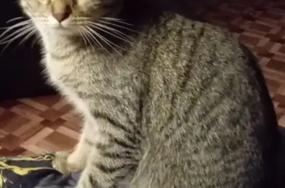 Пропала кошка, Комсомольская улица, 191, Вольск - серо-коричневый окрас в чёрную полоску - photo