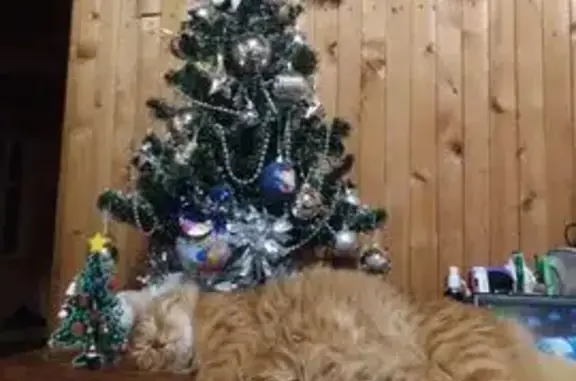 Пропал кот, Икша, Московская область - рыжий, молодой, ласковый - photo