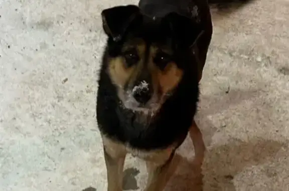 Найдена собака, Челябинск, фото: Найден собака, мужской, улица Кулибина, 21, Челябинск - сидел как Хатико на остановке