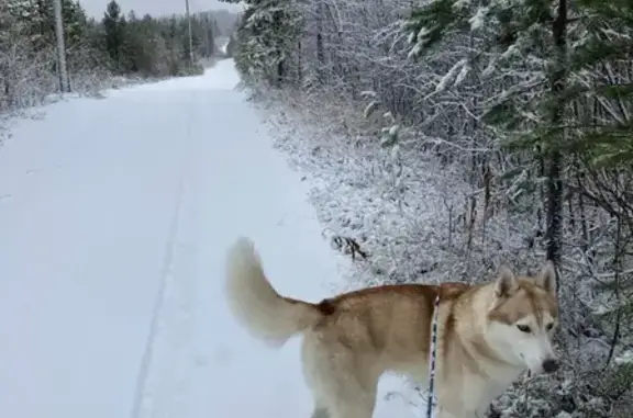 Собаки потеряшки, Гостилицкое, фото: Потеряшка собака, Черничная улица, Гостилицкое сельское поселение - белый с коричневой спиной и мордочкой