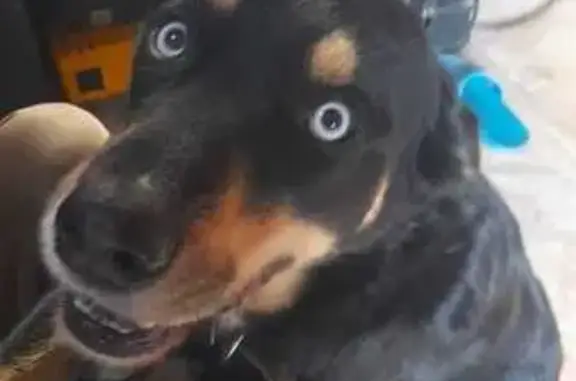 Найдена собака, Хотьково, фото: Найден собака, мужской, 105, Сихнево, Хотьково - голубые глаза, стройный бегун