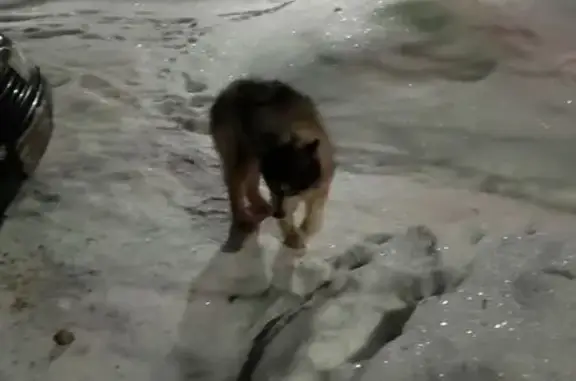 Найденные животные Донской, фото: Найдена собака, Донской