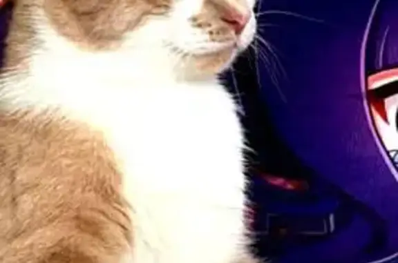 Найденные животные Зеленоградск, фото: Найдена кошка, улица Александра Прохоренко, Зеленоградск - ласковая и стерилизованная