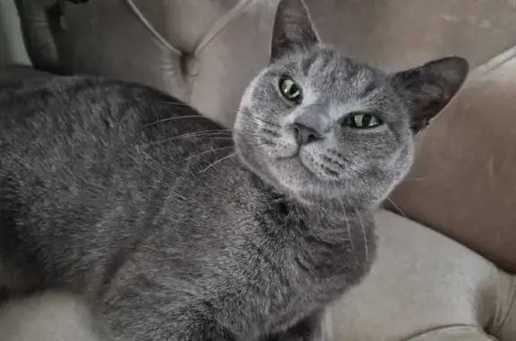 Пропал кот, Нартан, Кабардино-Балкария - серый с коротким хвостиком - photo