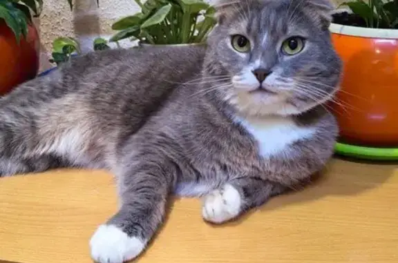 Пропал кот, 2-й Покровский проезд, 14 к2, Котельники - серый с белыми носочками - photo