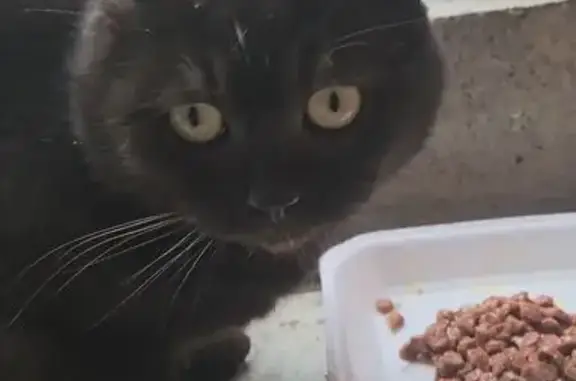 Найденные животные Зеленоградск, фото: Найден кот, улица Александра Прохоренко, Зеленоградск - похож на британского