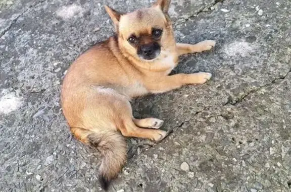 Пропала собака, Планерный переулок, 3, Сочи - рыжая чихуахуа - photo