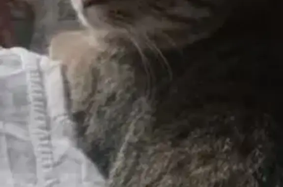 Пропал кот, улица Гагарина, 122, городской округ Тамбов - серый окрас, немного косые глаза - photo