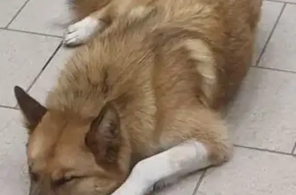 Найдена собака, Казань, фото: Найдена собака, Беломорская улица, 77, Казань - рыжая с белым, с ошейником