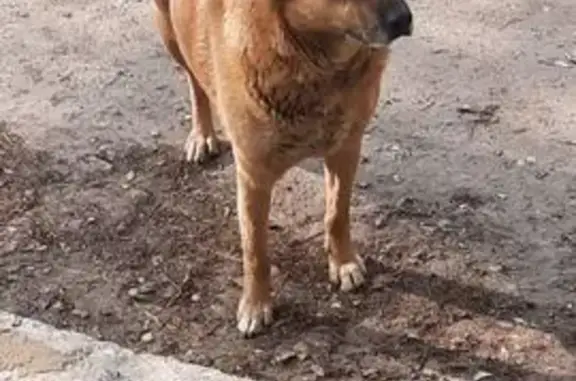 Пропала собака, улица 64-й Армии, 131, Волгоград - рыжий окрас, зелёная клипса на ухе - photo