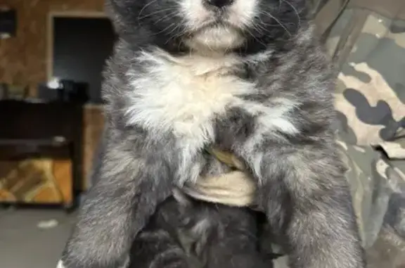 Пропала собака, Дурниха, Московская область - щенки кавказской овчарки - photo