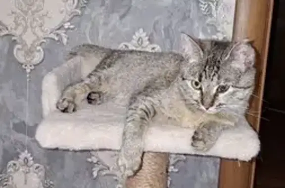 Найдена кошка, Майский бульвар, городской округ Курск - чёрный ошейник, разорванное ушко - photo