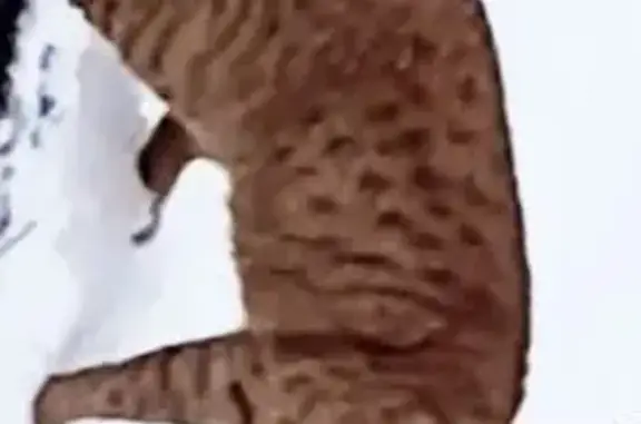 Пропала кошка, проспект Юрия Гагарина, 14 к3, Санкт-Петербург - ярко рыжий с полосами - photo