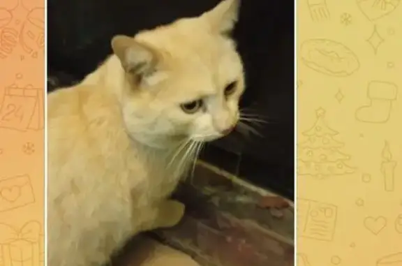 Найденные животные Химки, фото: Найдена кошка, улица Зои Космодемьянской, 4А, Химки - персикового окраса, домашняя