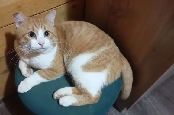 Пропал кот, Бородинская улица, 17, Немчиновка - photo