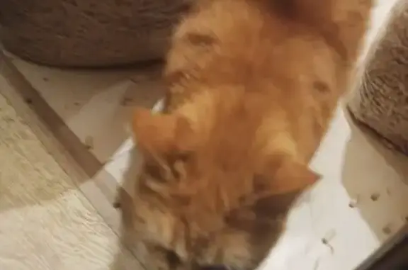 Найдена кошка, Калуга, фото: Найдена кошка, улица Билибина, 15, Калуга - рыжий толстый кот