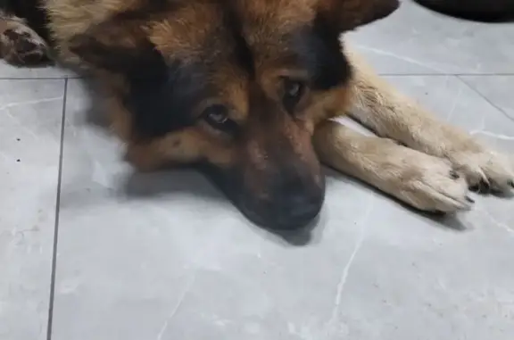 Найдена собака, Архангельск, фото: Найдена собака, Ленинградский проспект, 64 к17, Архангельск - хромает, в ошейнике