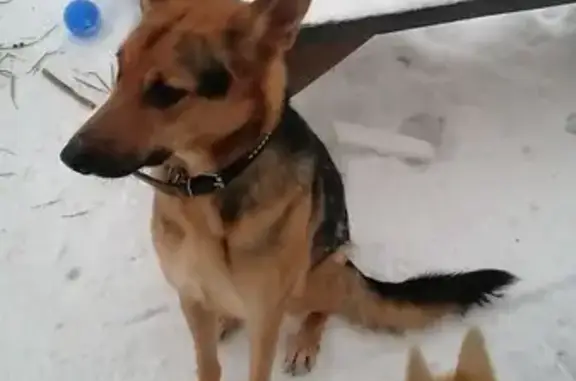 Найдена собака, Пятница, фото: Найдена собака, 46К-0100, Пятница - метис