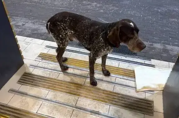 Найдена собака, Пирогово, фото: Найден собака, мужской, Нагорная улица, 2А, Пирогово